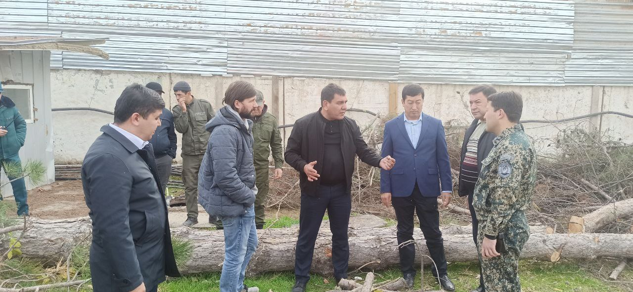 Тошкентда қурилиш бўлаётган жойда 16 туп турли қимматбаҳо дарахтлар кесиб ташланди