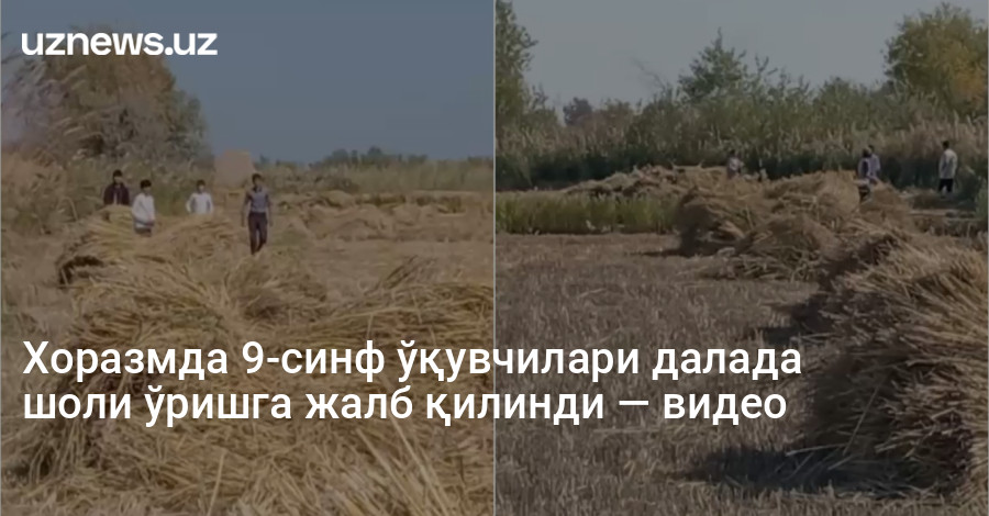 Хоразмда 9-cинф ўқувчилари далада шоли ўришга жалб қилинди — видео
