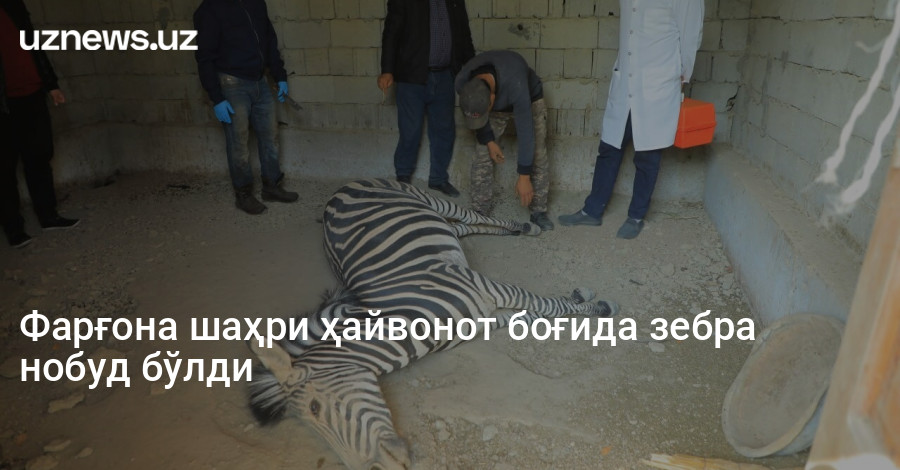 Фарғона шаҳри ҳайвонот боғида зебра нобуд бўлди