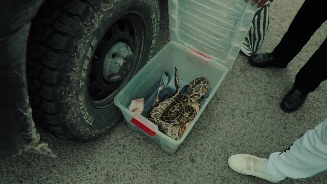 Бухорода ноқонуний ов ва йўлбарссимон бўғма илон билан боғлиқ ҳуқуқбузарликлар аниқланди