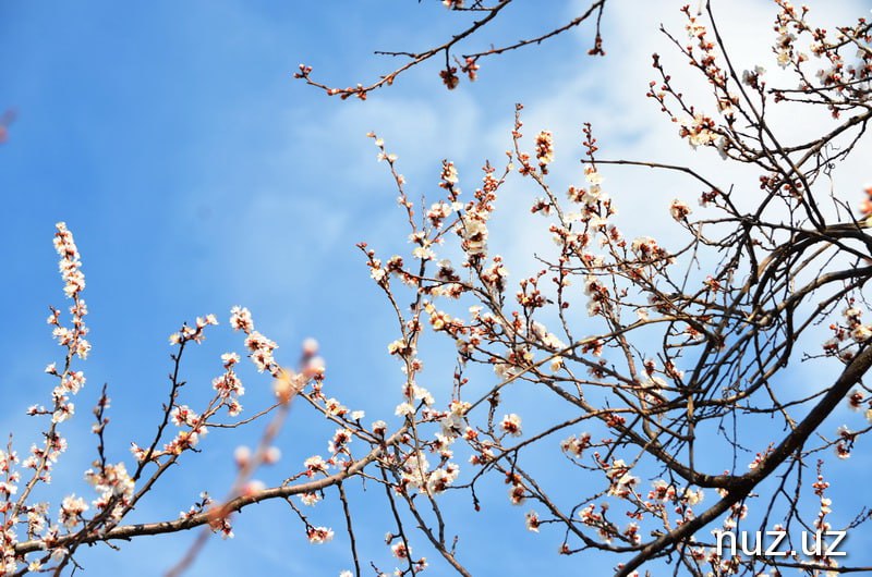 Ўзгарувчан булутли об-ҳаво ва айрим жойларда ёмғир: 15 март учун об-ҳаво прогнози