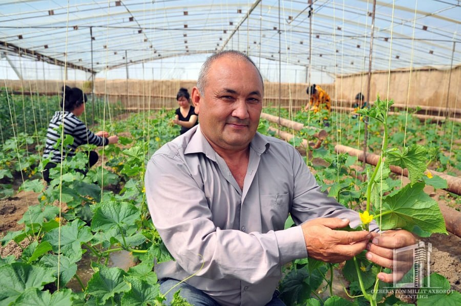 Қуёш харажатларга қарши: нега Сурхондарёда иссиқхоналар Тошкентга нисбатан 2,5 баробар фойдали
