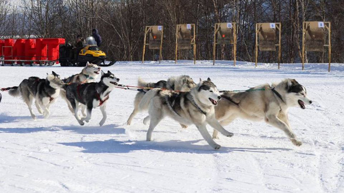 Итлар қўшилган чана пойгаси ғолиби 1 425 км масофани 81 соатда босиб ўтди