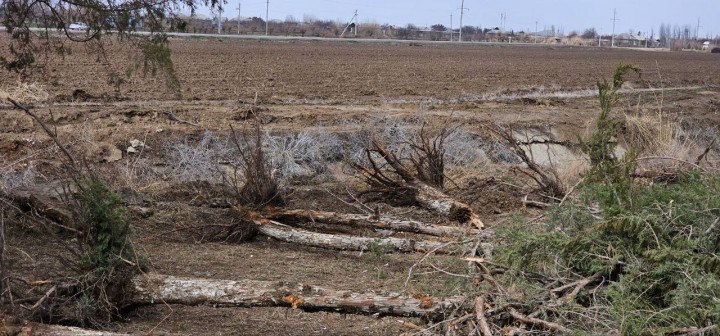 Қашқадарёда 150 та дарахтни қўпориб, табиатга 1 миллиард сўмдан ортиқ зарар етказилди