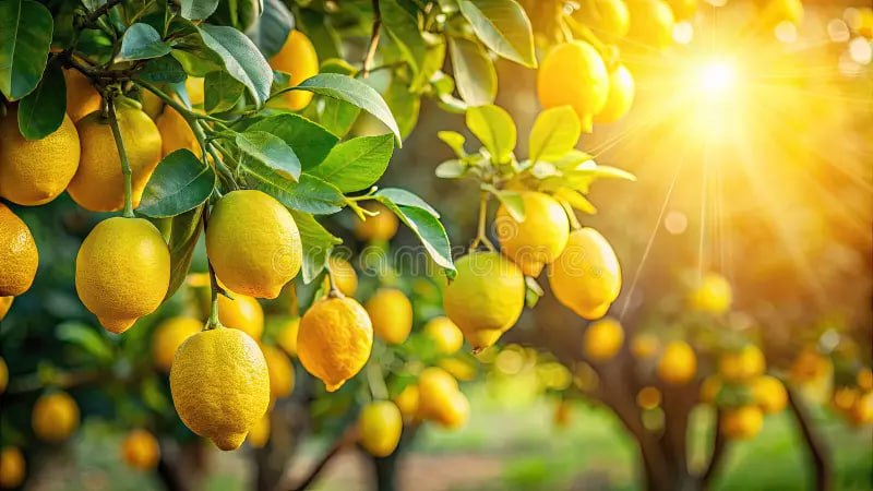 Ўзбекистонда лимон боғлари ташкил этиш учун субсидиялар жорий этилади