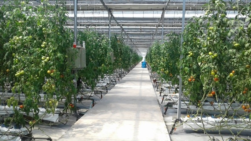 Тошкентдаги иссиқхона хўжаликлари Сурхондарёга кўчирилади