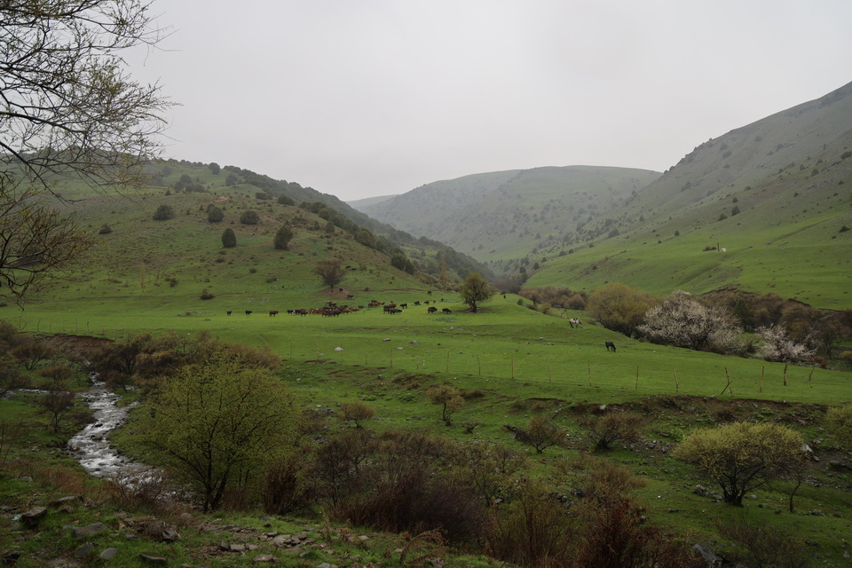 Жиззахда сунъий музликлар яратиш ва иқлимга мос боғдорчиликни ривожлантириш масалалари муҳокама қилинди