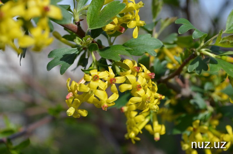 +35 гача иссиқ ва момақалдироқ: Ўзбекистонда дам олиш кунлари учун об-ҳаво прогнози