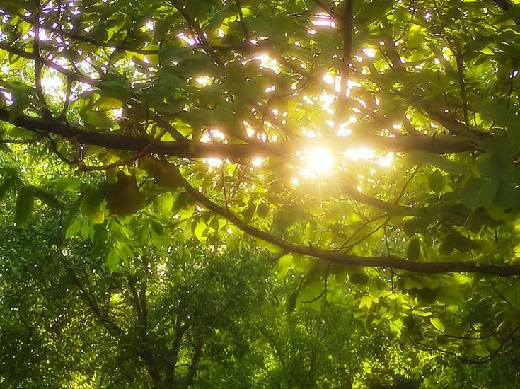 8 сентябрь куни Ўзбекистонда об-ҳаво: 38° гача иссиқ, айрим жойларда ёмғир ва момақалдироқ