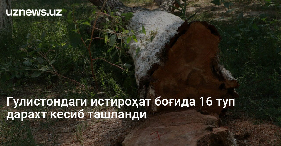 Гулистондаги истироҳат боғида 16 туп дарахт кесиб ташланди
