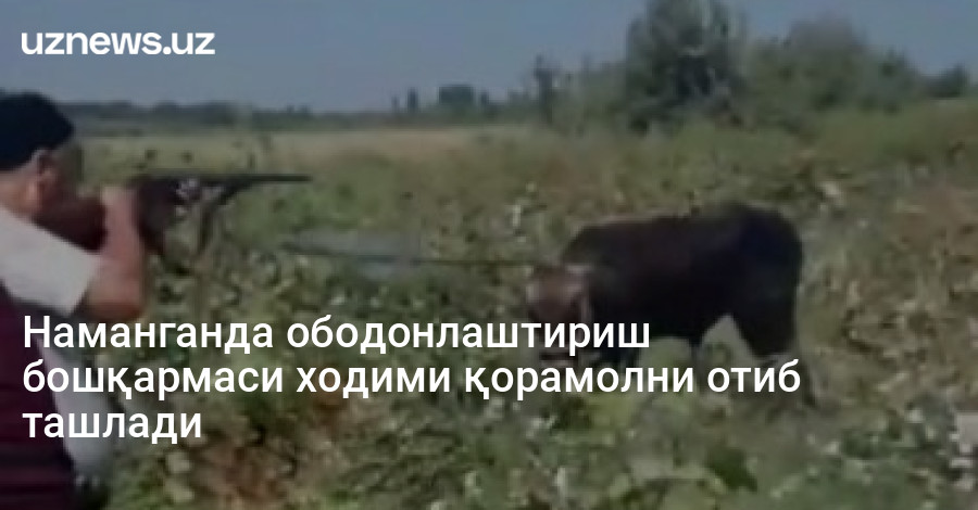 Наманганда ободонлаштириш бошқармаси ходими қорамолни отиб ташлади