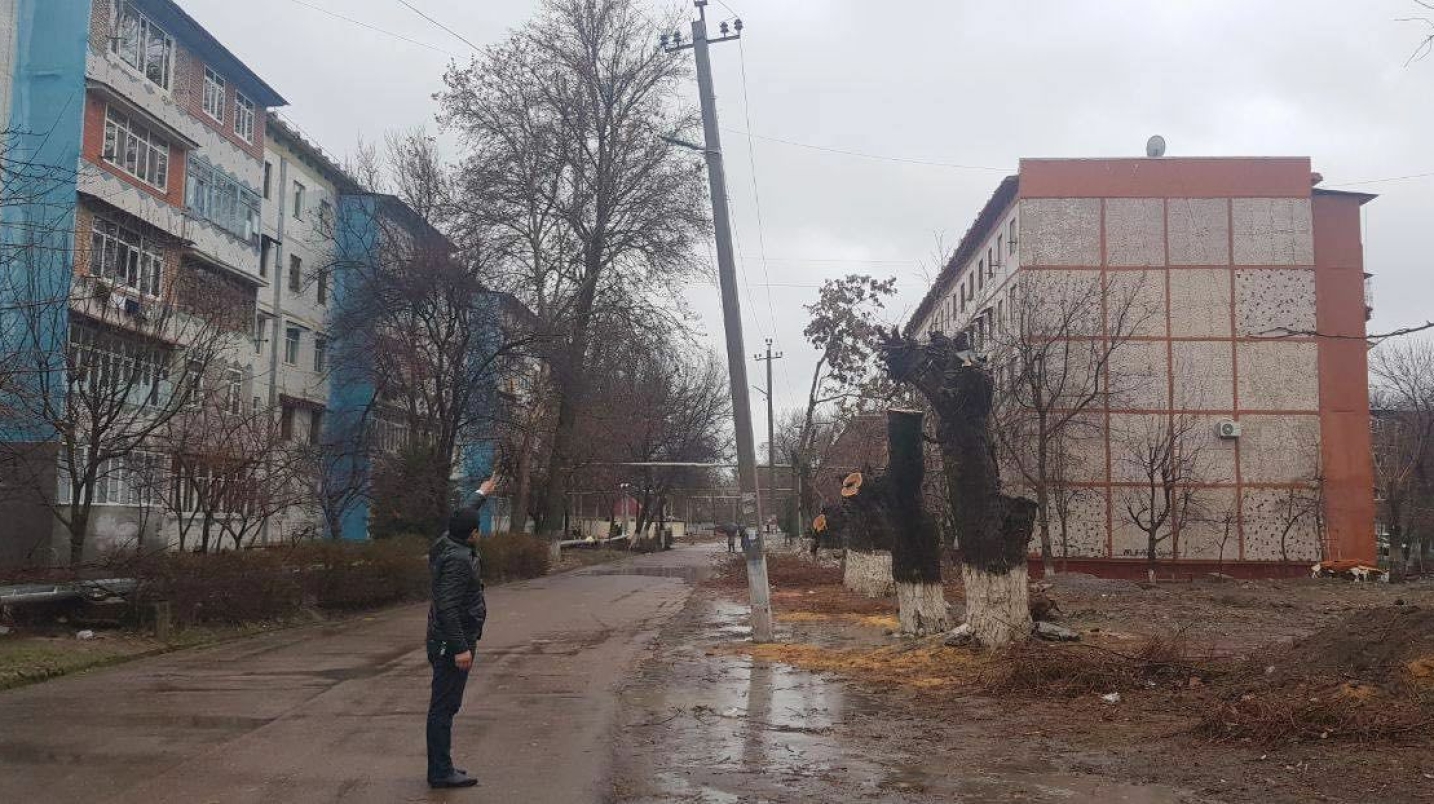 Чирчиқда 3 туп тут дарахтини ўзбошимчалик билан кесиб ташлаган фуқарога чора кўрилди