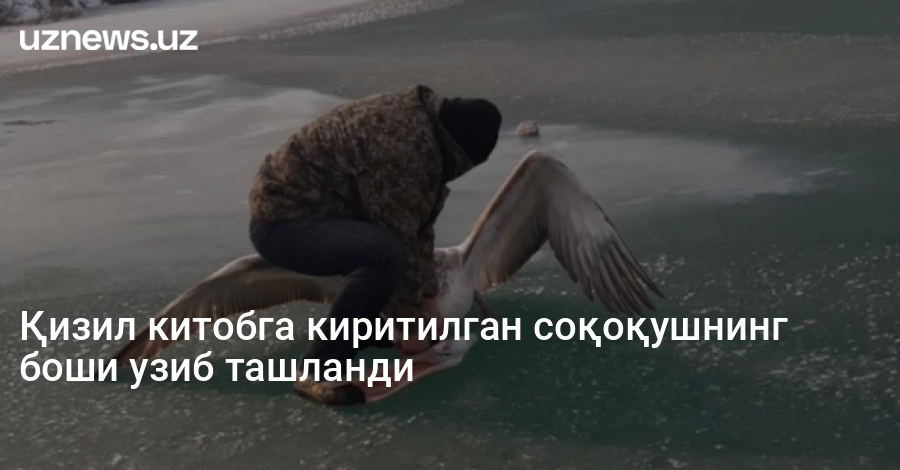 Қизил китобга киритилган соқоқушнинг боши узиб ташланди
