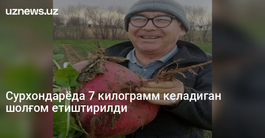 Сурхондарёда 7 килограмм келадиган шолғом етиштирилди