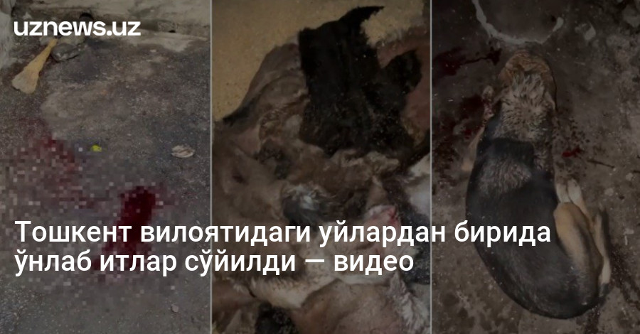 Тошкент вилоятидаги уйлардан бирида ўнлаб итлар сўйилди — видео