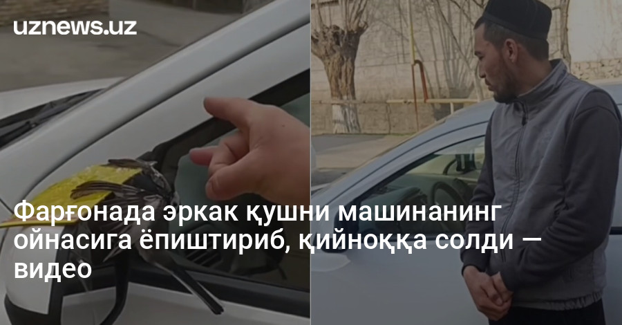 Фарғонада эркак қушни машинанинг ойнасига ёпиштириб, қийноққа солди — видео