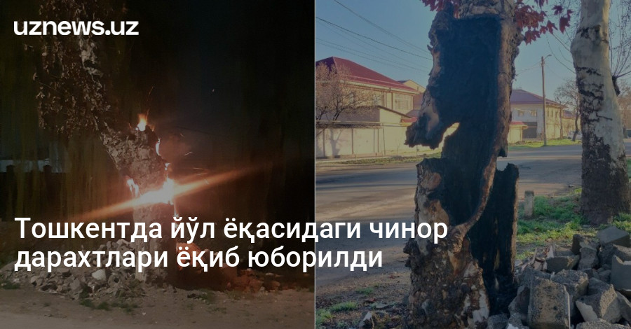 Тошкентда йўл ёқасидаги чинор дарахтлари ёқиб юборилди