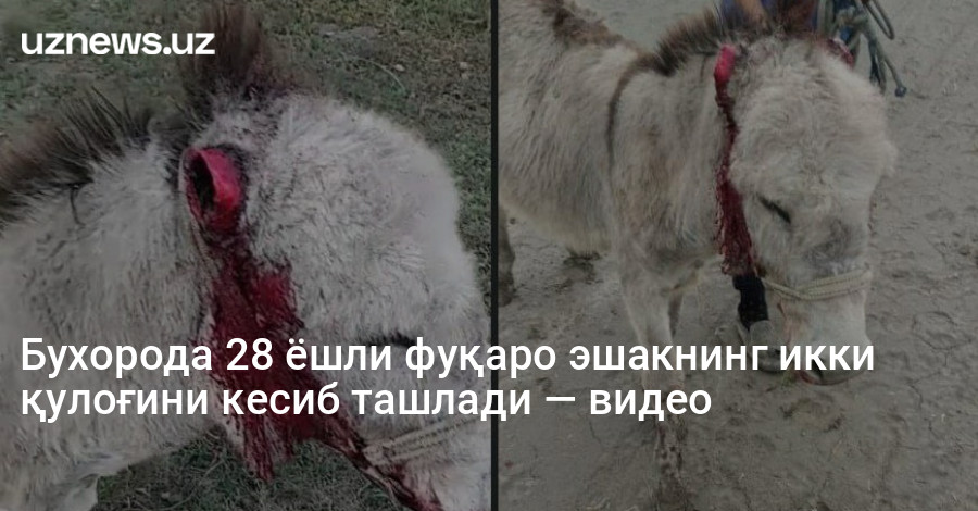 Бухорода 28 ёшли фуқаро эшакнинг икки қулоғини кесиб ташлади — видео