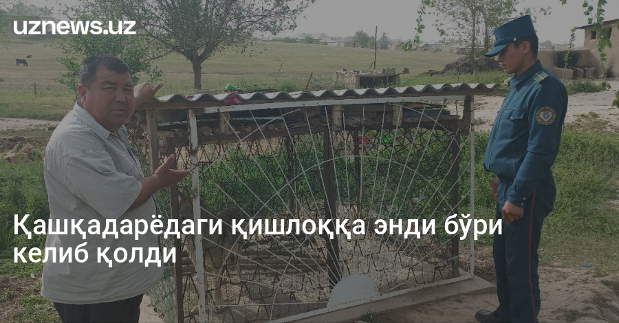Қашқадарёдаги қишлоққа энди бўри келиб қолди