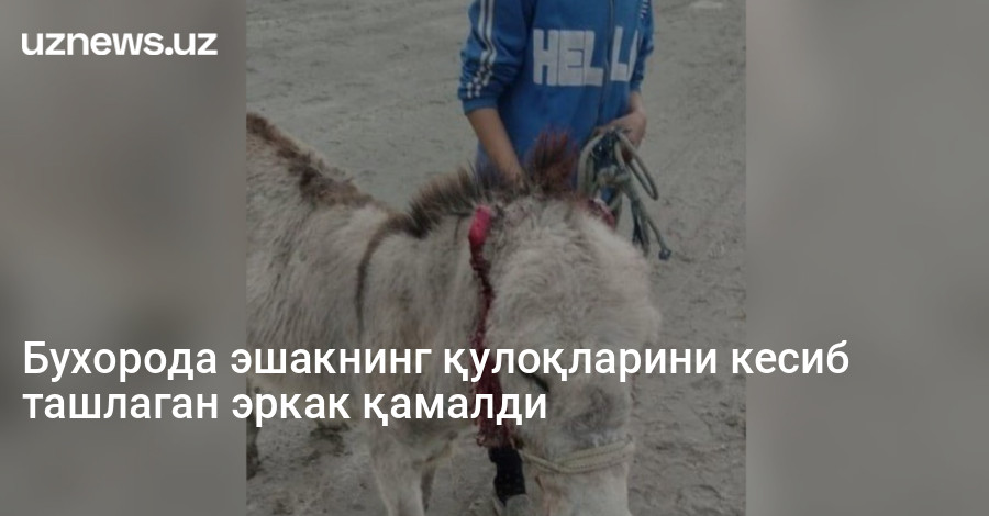 Бухорода эшакнинг қулоқларини кесиб ташлаган эркак қамалди