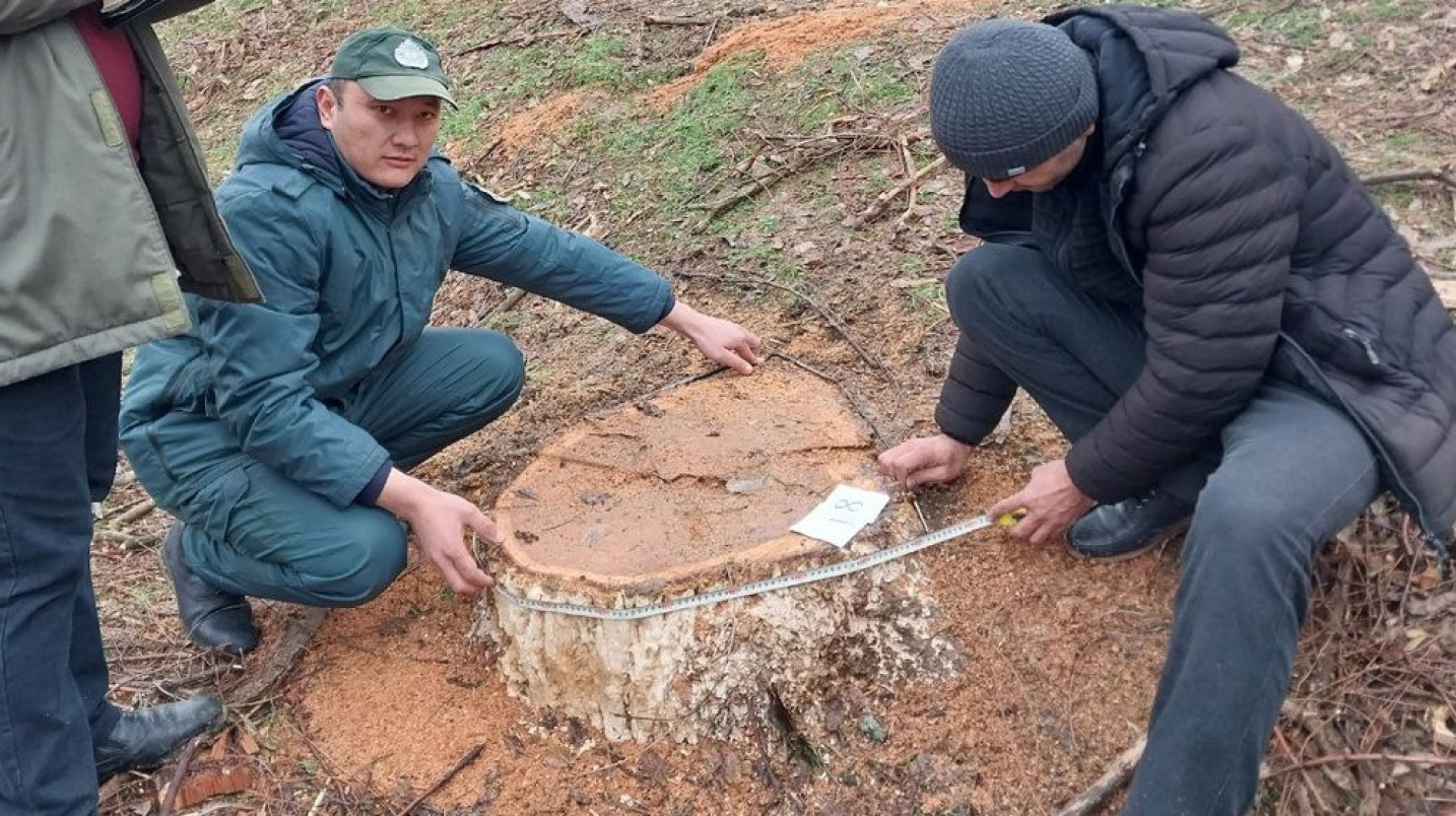 Дарахтларни кесишга олиб келадиган лойиҳа ҳужжатларини ишлаб чиққанлик учун жавобгарлик белгиланди