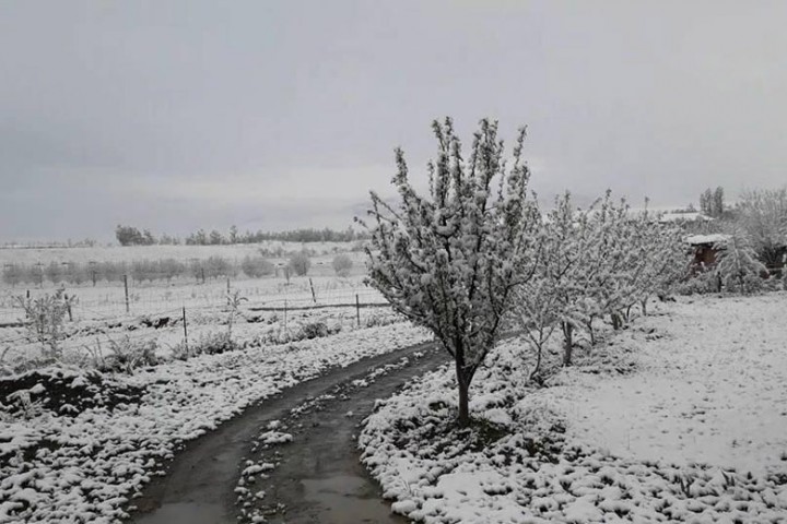 Ўзбекистонда ҳарорат яна пасайиб, қор ёғиши кутилмоқда