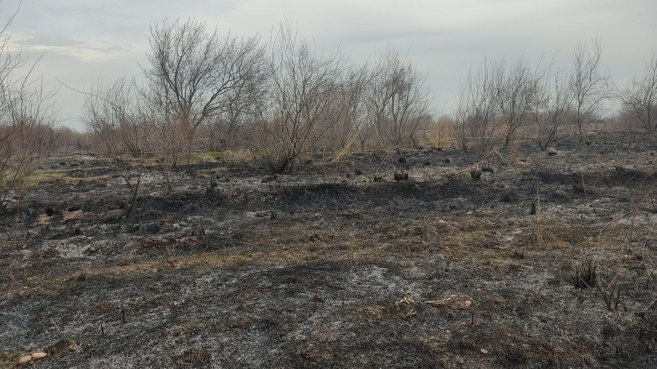 Тошкент вилоятида боғдаги 800 тупга яқин дарахтлар ёниб кетди