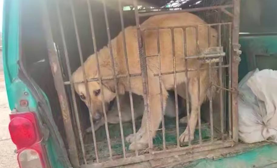 Ангренда дайди итлар тўдаси 8 ёшли болани тишлаб ўлдирди