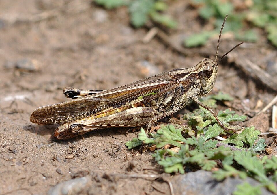Ўзбекистонда марокаш чигирткасига қарши кенг кўламли кураш бошланди